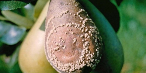 Plodovi kruške trunu na drvetu: šta učiniti